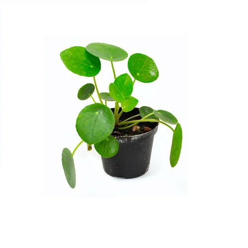 Pilea peperomioides Chinesischer Geldbaum