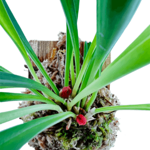 Pleurothallis tribuloides
