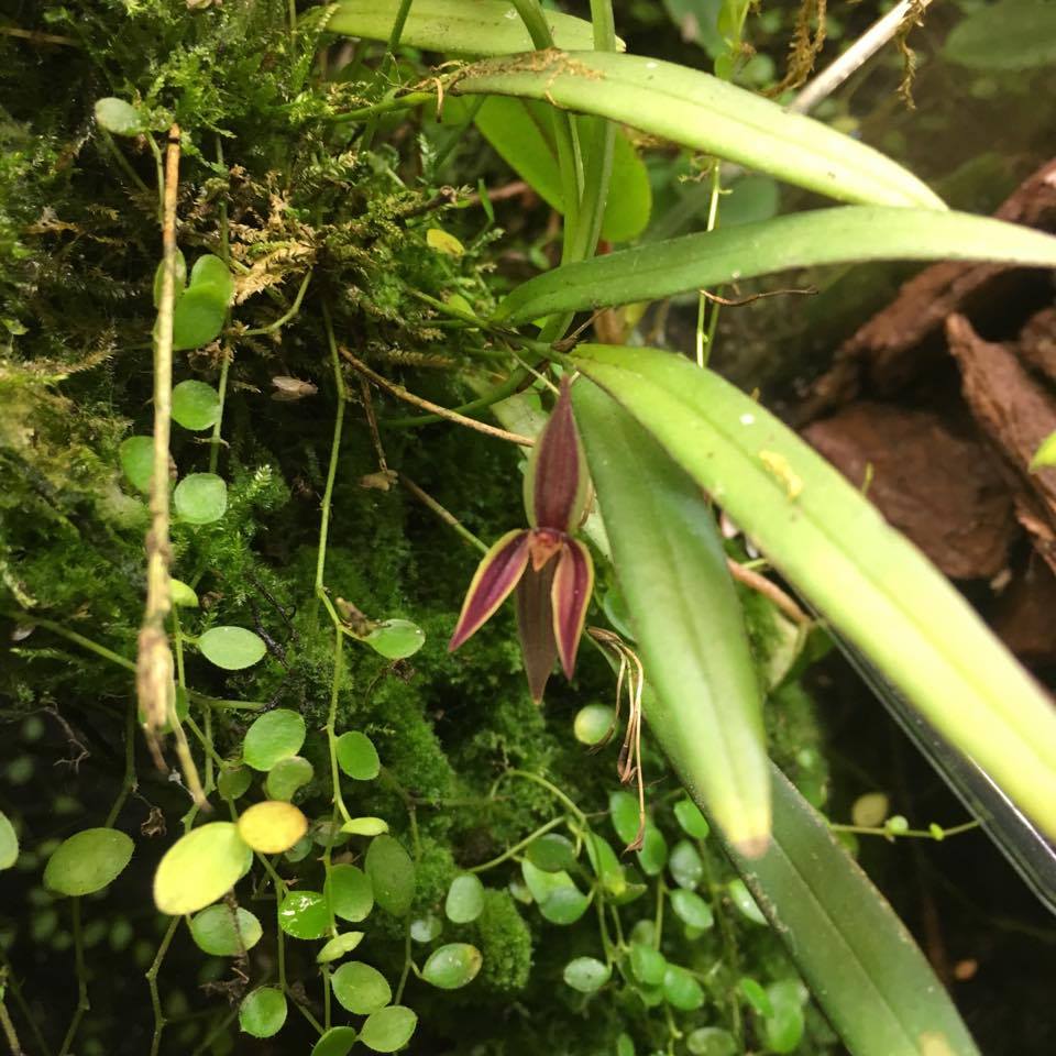 Pleurothallis allenii galerij