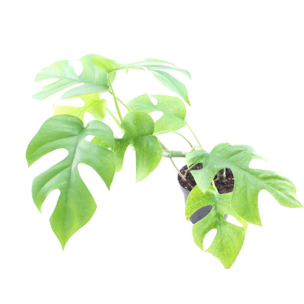 Rhaphidophora tetrasperma galerij