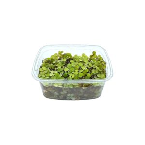 Salvinia auriculata Schwimmfarn