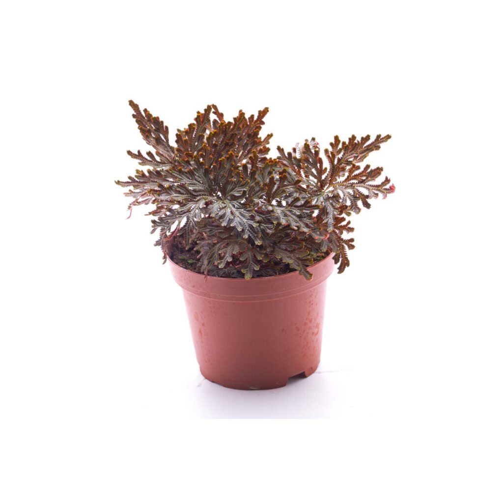 Selaginella erythropus