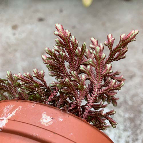 Selaginella erythropus galerij