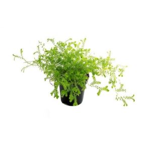 Selaginella kraussiana