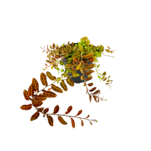 Solanum evolvulifolium
