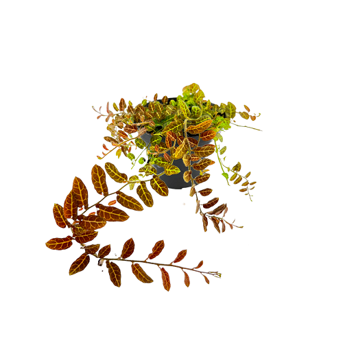Solanum evolvulifolium