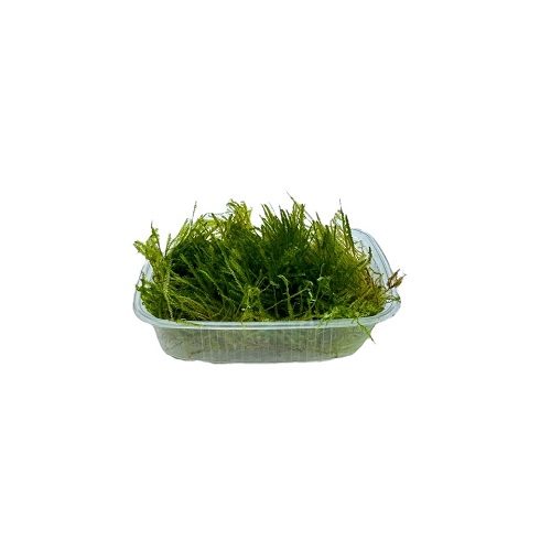 Taxiphyllum spec. Spiky-Moos