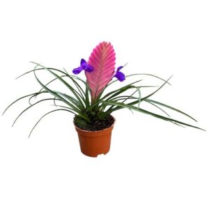Tillandsia cyanea