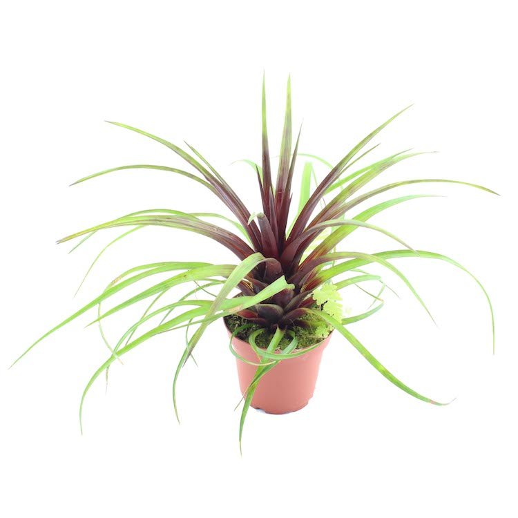 Tillandsia cyanea galerij