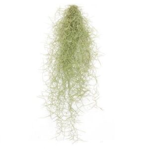 Tillandsia usneoides "Brasilien" Spanisches Moos