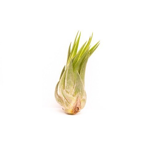 Tillandsia ionatha scaposa galerij