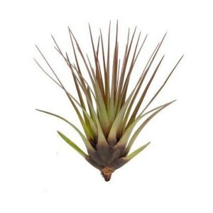 Tillandsia melanocrater tricolor