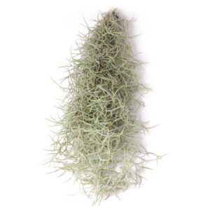 Tillandsia usneoides Spanisches Moos