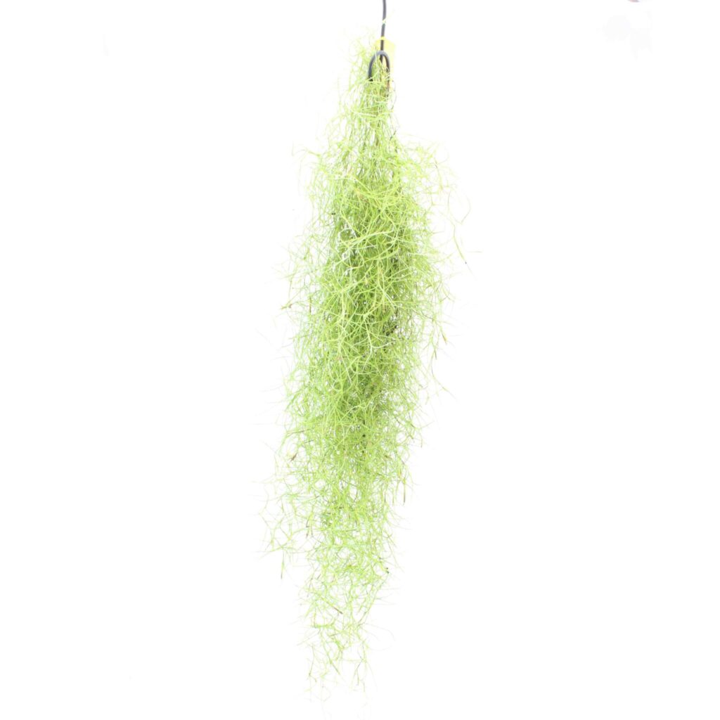 Tillandsia usneoides "Brasilien" Spanisches Moos galerij