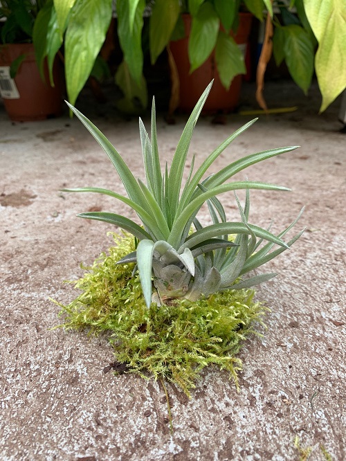 Tillandsia velutina galerij