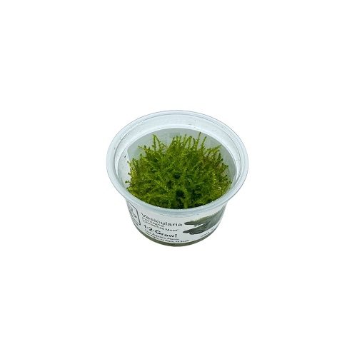 Vesicularia montagnei Christmas-Moos galerij