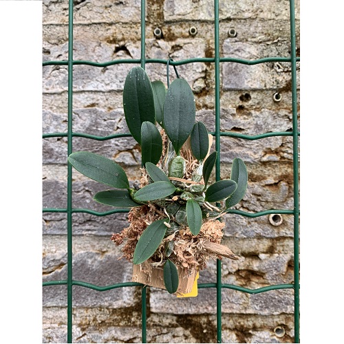 Dendrobium jenkinsii x lindleyi galerij