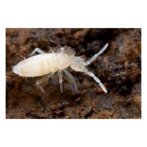 Tropische Springschwänze Collembola 1 Liter