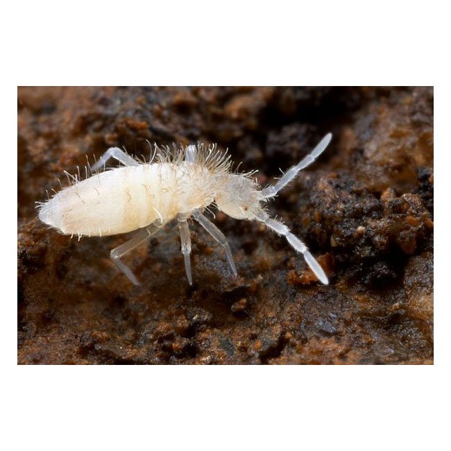 Tropische Springschwänze Collembola 0.5 Liter