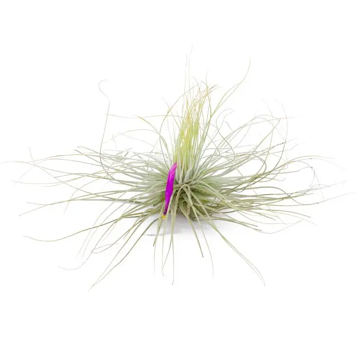 Tillandsia argentea galerij