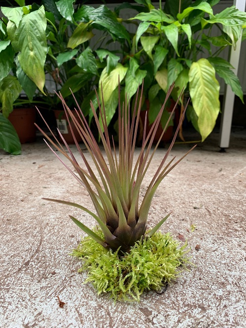 Tillandsia melanocrater tricolor galerij