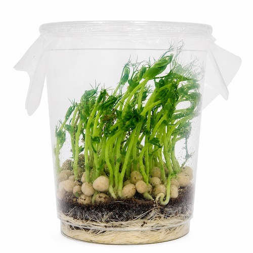 Erbsenblattläuse (Acyrthosiphon pisum) 1000ml galerij