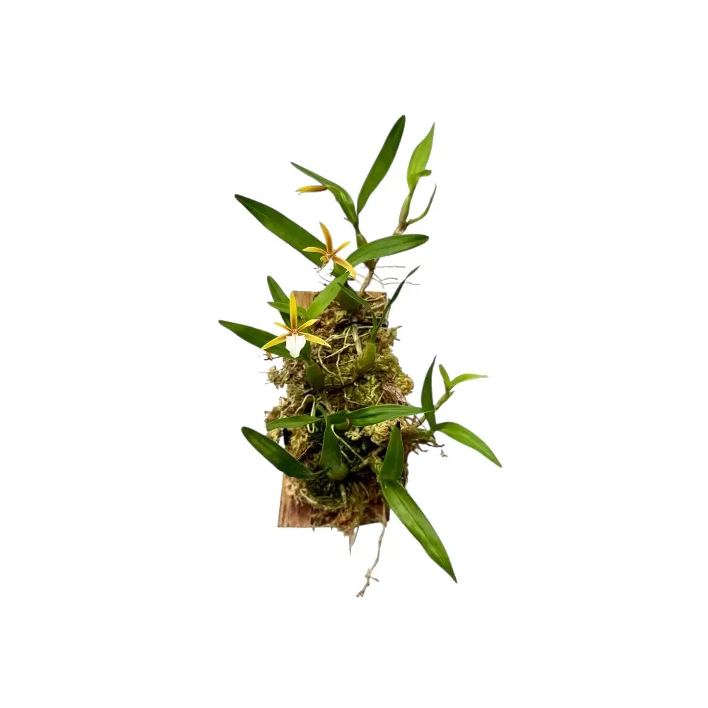Dinema polybulbon