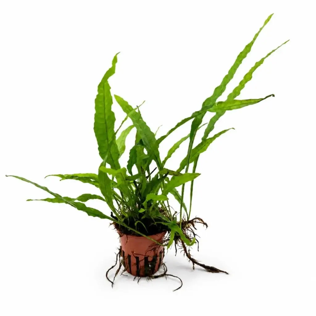 Microsorum pteropus 'Narrow' Schmalblättriger Javafarn