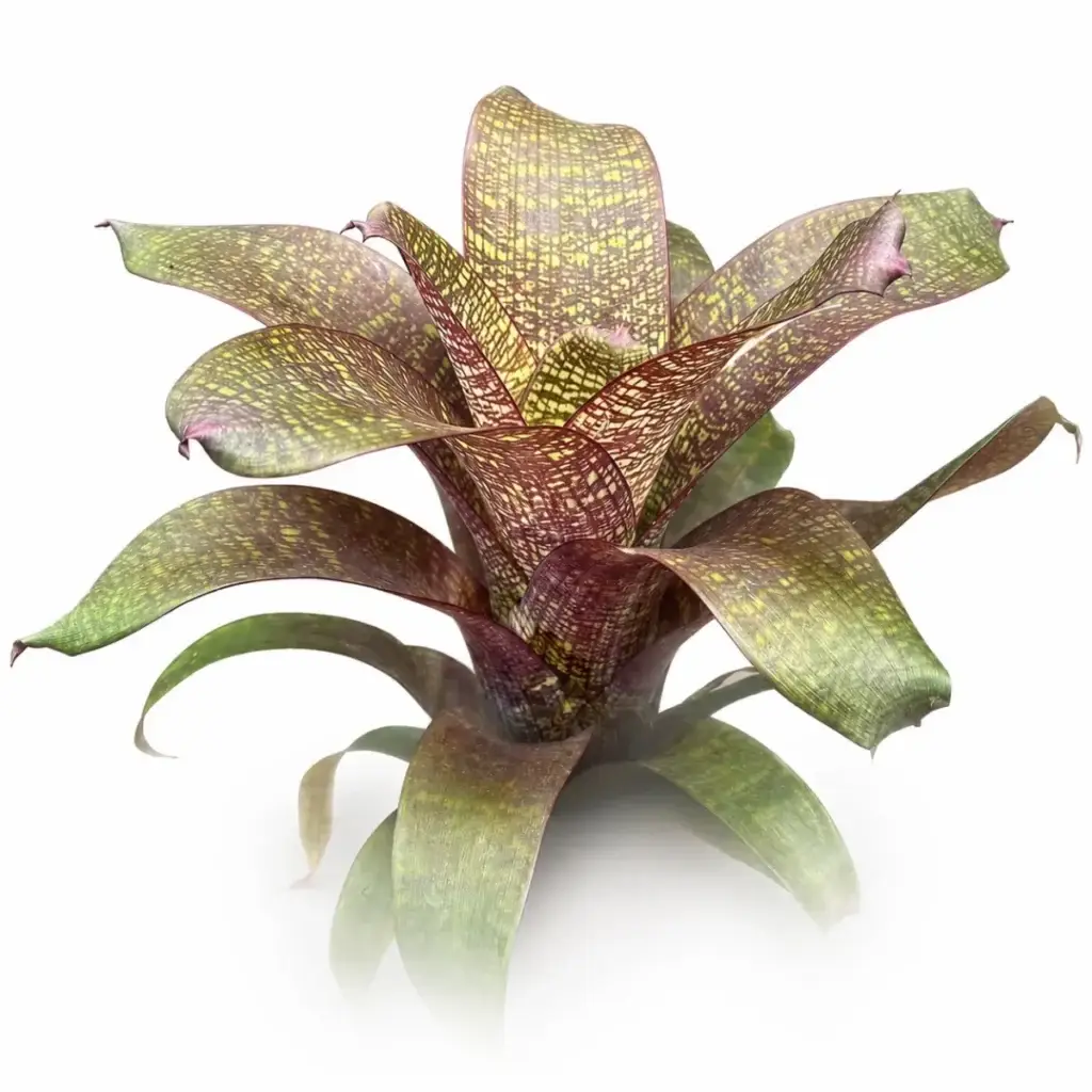 Vriesea fosteriana