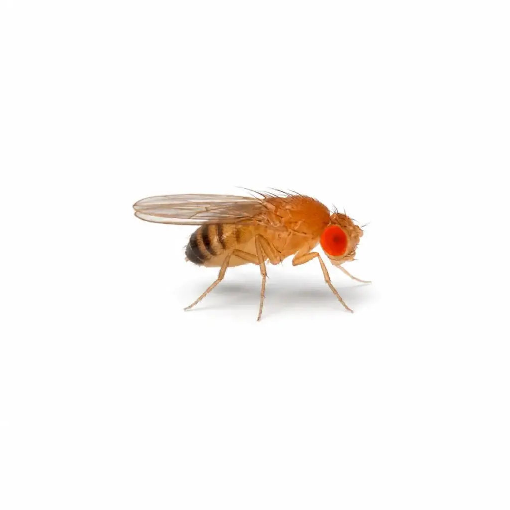 Kleine Fruchtfliege Drosophila melanogaster