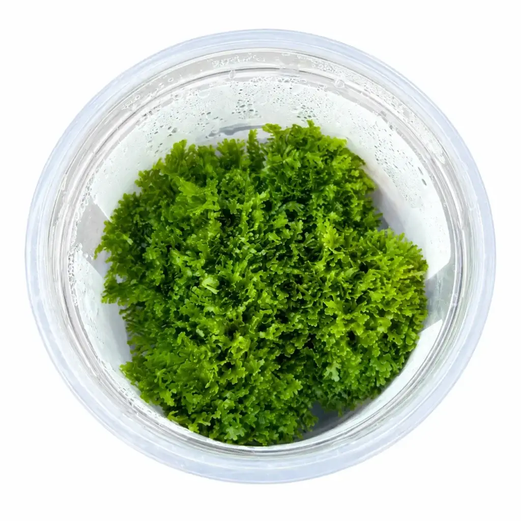 Korallenmoos Riccardia chamedryfolia in vitro galerij
