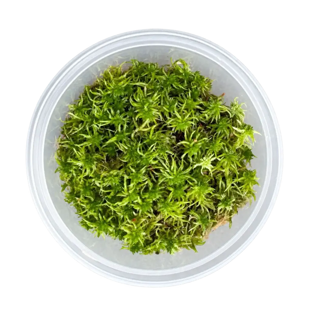 Lebendes Sphagnum-Moos (Torfmoos) 500 ml galerij