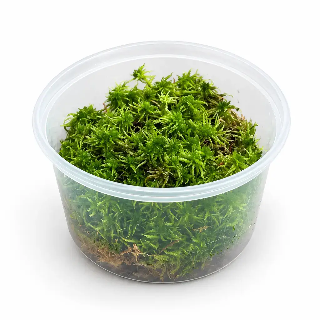 Lebendes-Sphagnum-Moos-Torfmoos-500-ml