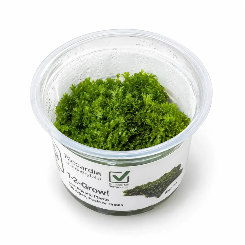 Riccardia-chamedryfolia-Korallenmoos-in-vitro